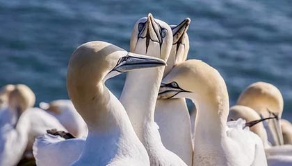 开云·Kaiyun网页版-Cloud9夏季赛状态起伏，s9夏季赛一阵