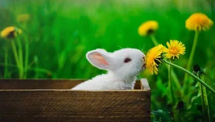 开云电竞赛事-法国男篮在奥运热身赛中取得连胜，法国男篮在奥运热身赛中取得连胜次数